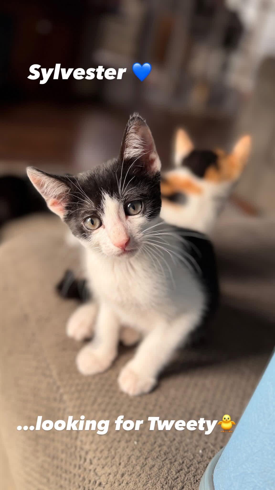 Keanu, Puss & Sylvester - cinematic cuties - CCC, Adoptable, Kitten Male Domestic Short Hair.