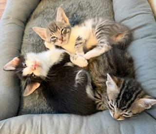 Enlarge Puss & Sylvester - cartoon cuties - CCC, a Adoptable Domestic Short Hair in San Luis Obispo, CA image 3/3