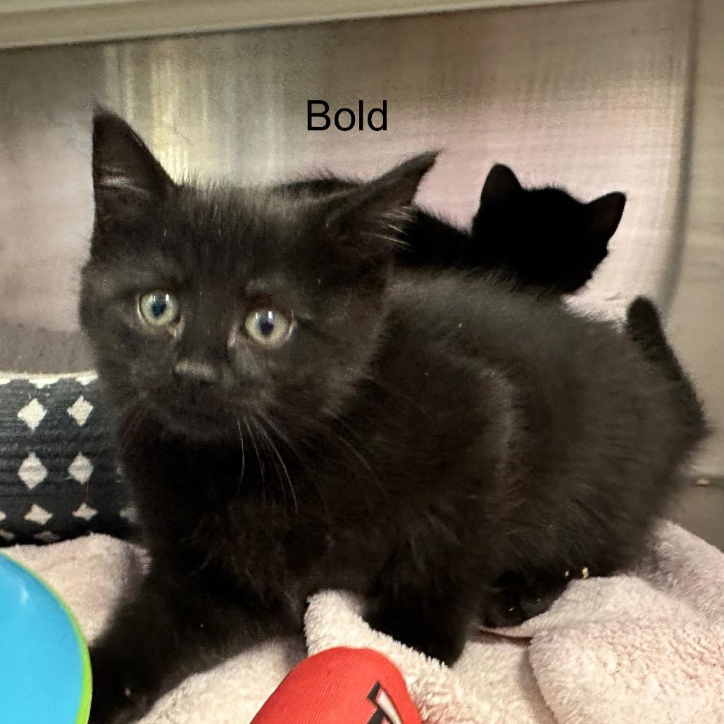 Bold, a Adoptable mixed breed in Phoenix, AZ image 3/5