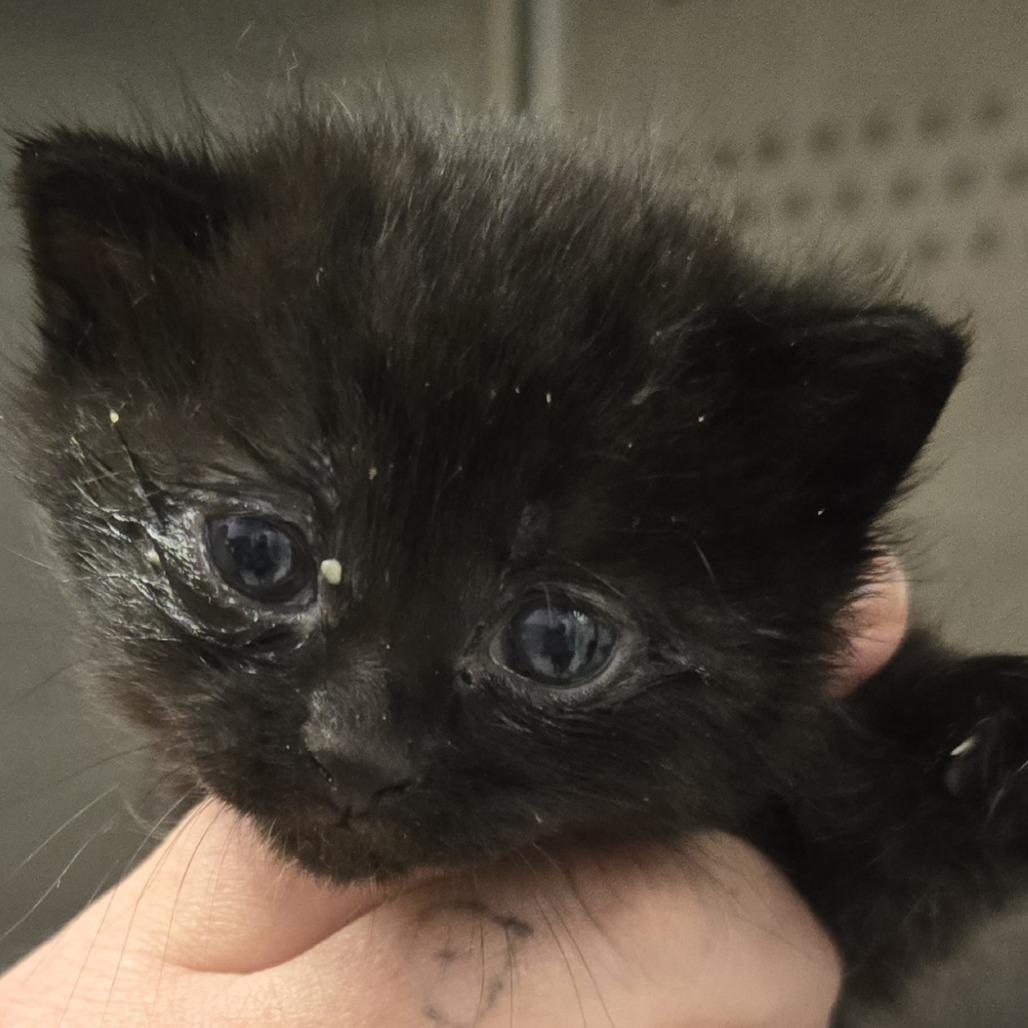 Bold, a Adoptable mixed breed in Phoenix, AZ image 5/5