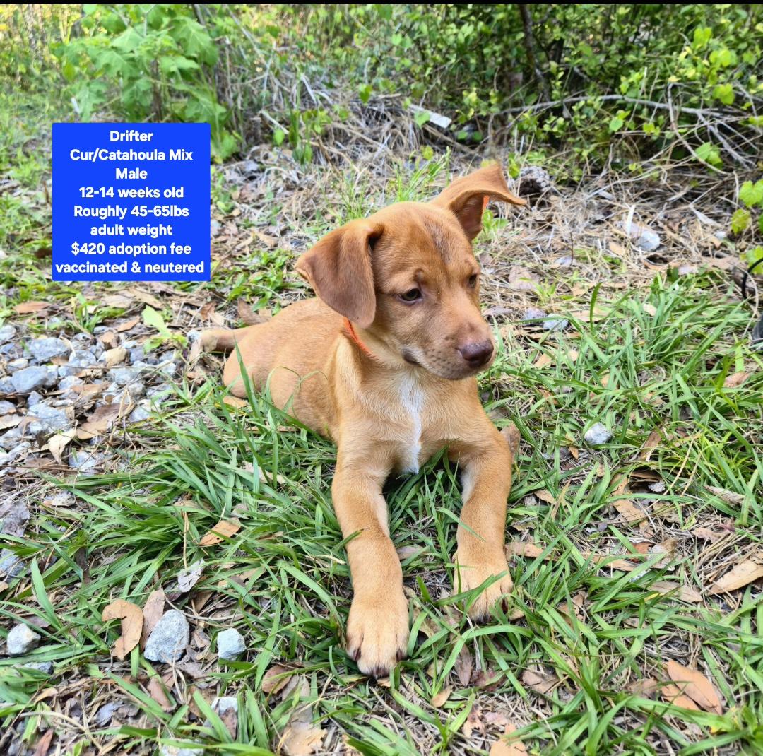 Enlarge Drifter, a ADOPTABLE mixed breed in Oviedo, FL image 1/1