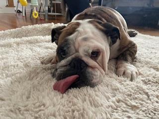 Zeus, Adopted, Adult Male English Bulldog.