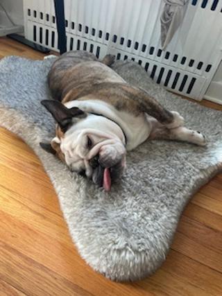 Zeus, a Adopted English Bulldog in Belmar, NJ image 2/6
