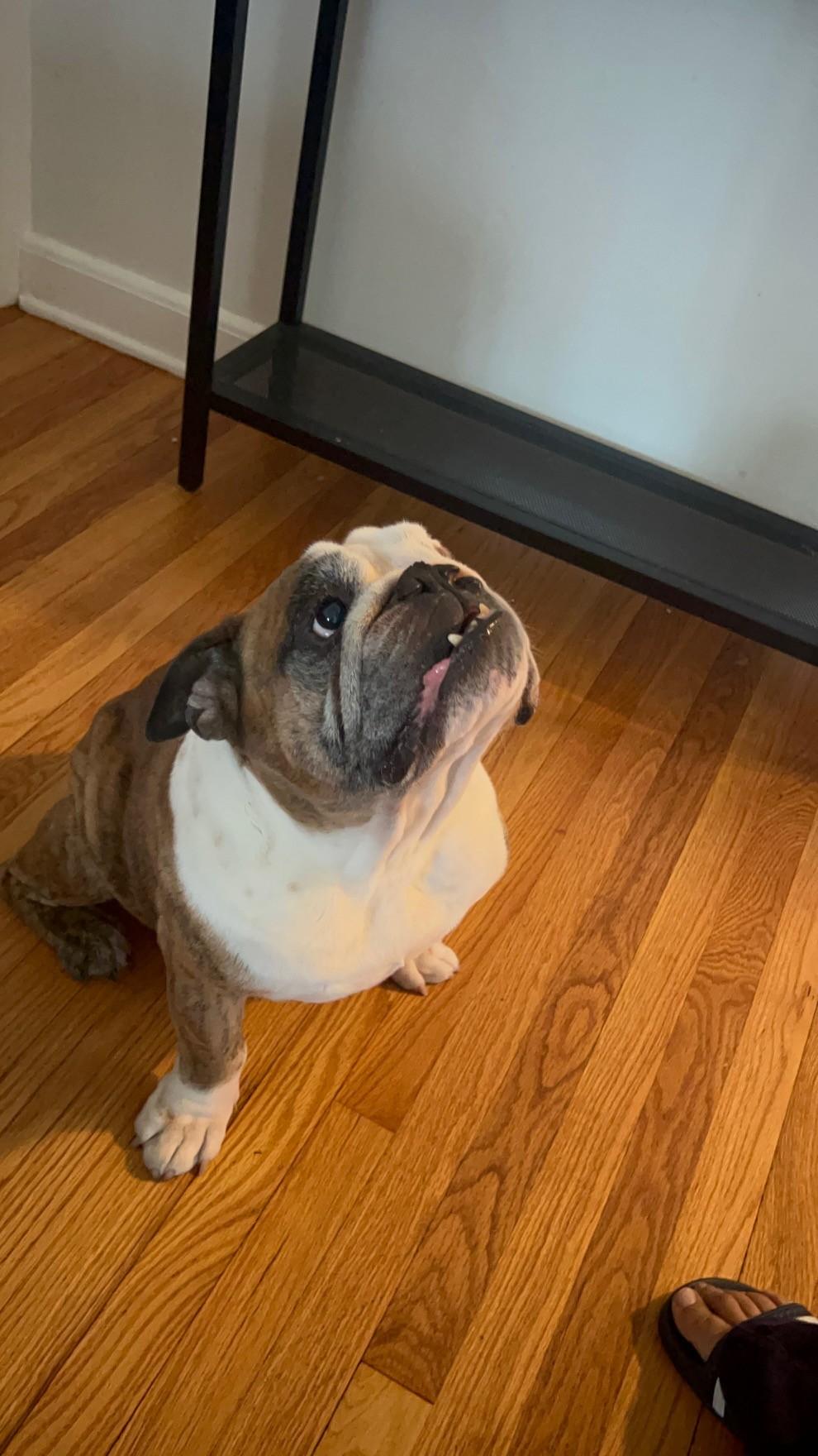 Zeus, a Adopted English Bulldog in Belmar, NJ image 3/6