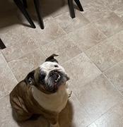 Zeus, a Adopted English Bulldog in Belmar, NJ image 4/6