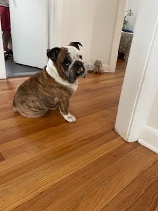 Zeus, a Adopted English Bulldog in Belmar, NJ image 5/6