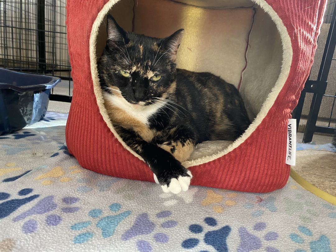 Babs 2834, a Adoptable Domestic Short Hair in Boca Raton, FL image 1/2