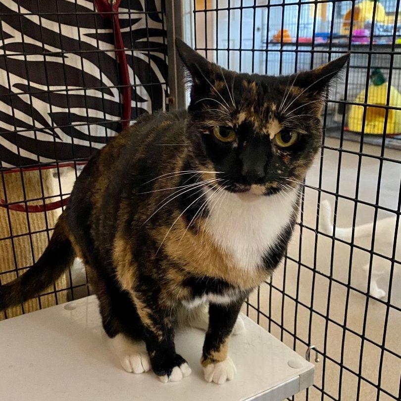 Babs 2834, a Adoptable Domestic Short Hair in Boca Raton, FL image 2/2