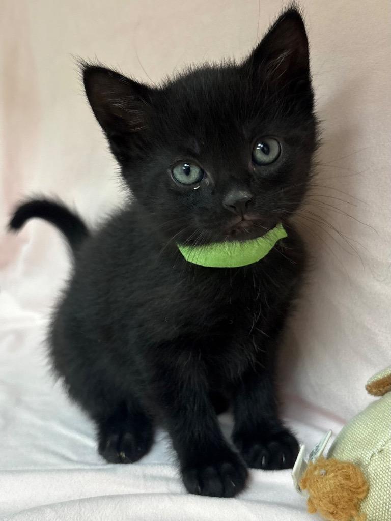 Enlarge Jacqueline, a Adoptable mixed breed in Greeneville, TN image 2/2