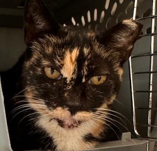 Sheena, Adoptable, Adult Female Domestic Short Hair.