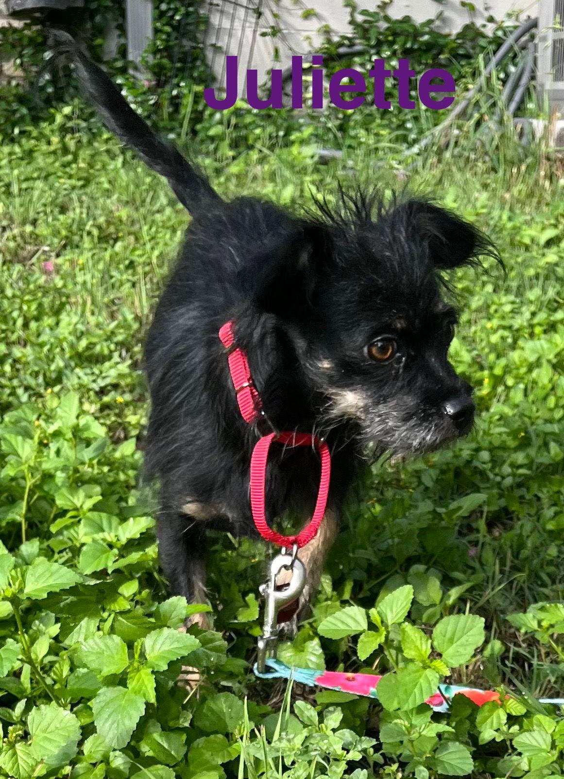 Enlarge Juliet, a Adopted Terrier in Pipe Creek, TX image 1/3