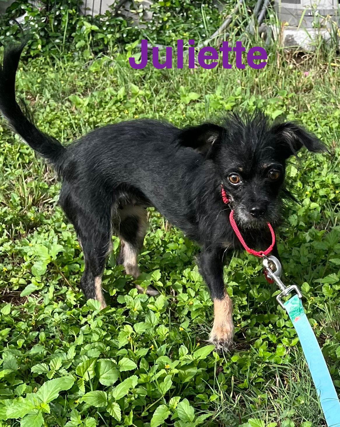 Enlarge Juliet, a Adopted Terrier in Pipe Creek, TX image 2/3