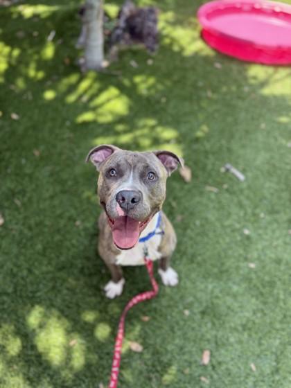 Honda, Adoptable, Adult Male Mixed Breed & Mixed Breed.