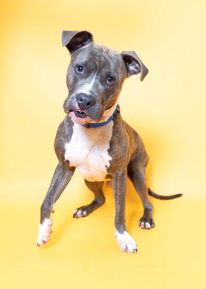 Honda — thumbnail 2