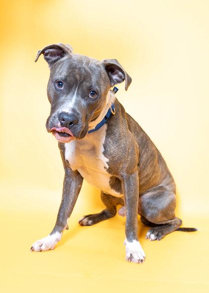 Enlarge Honda, a Adoptable Mixed Breed in North Miami Beach, FL image 3/4