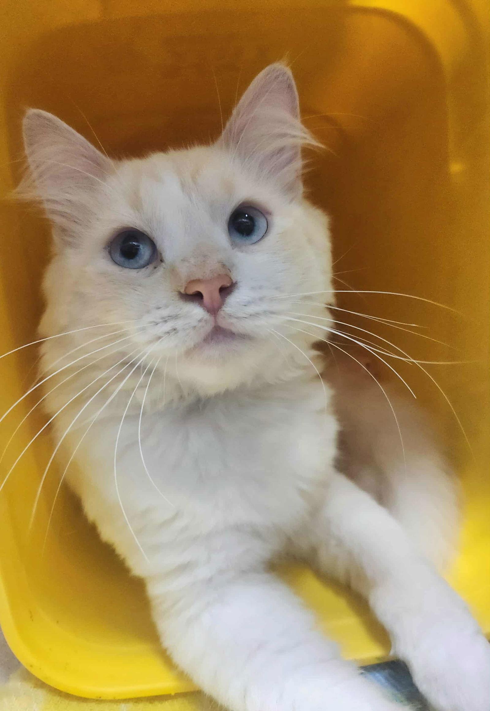 Chaz, Adoptable, Adult Male Domestic Long Hair & Siamese.