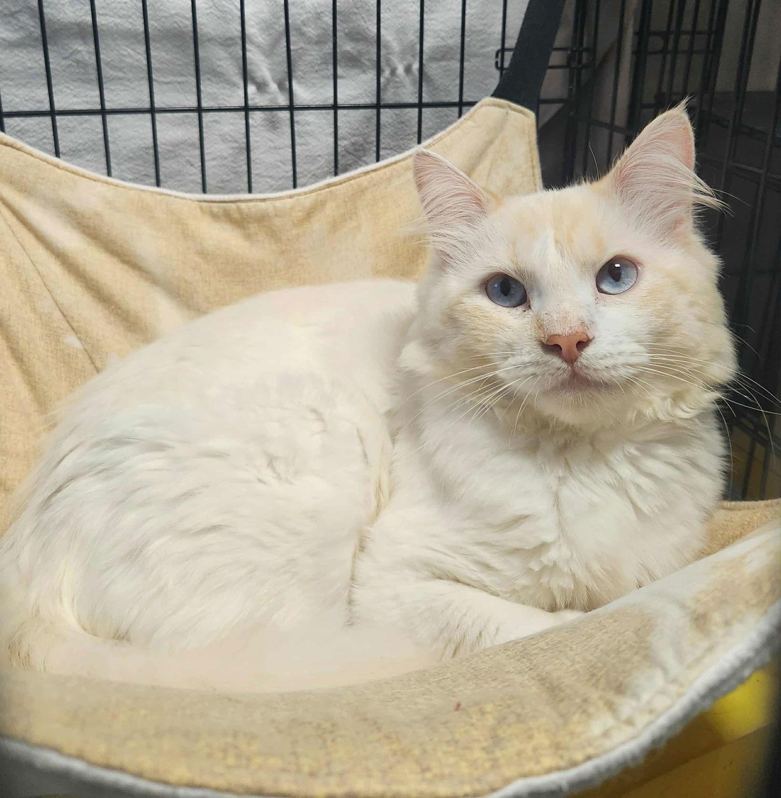 Chaz, a Adoptable mixed breed in Detroit Lakes, MN image 2/3