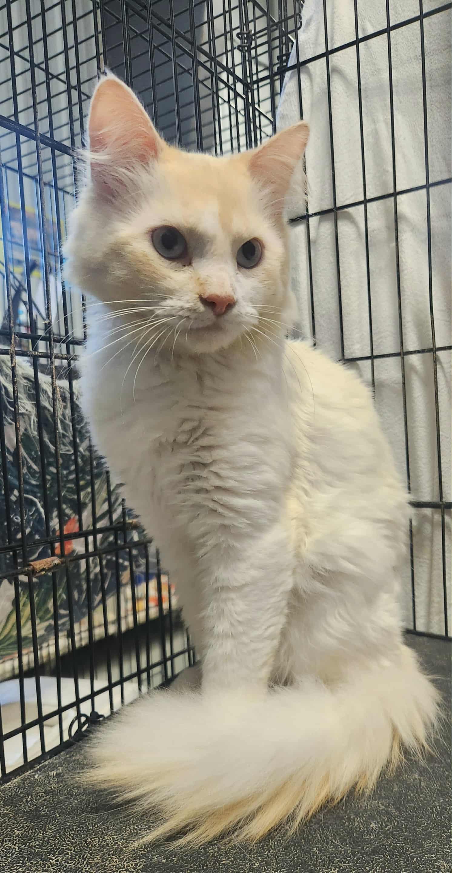 Chaz, a Adoptable mixed breed in Detroit Lakes, MN image 3/3