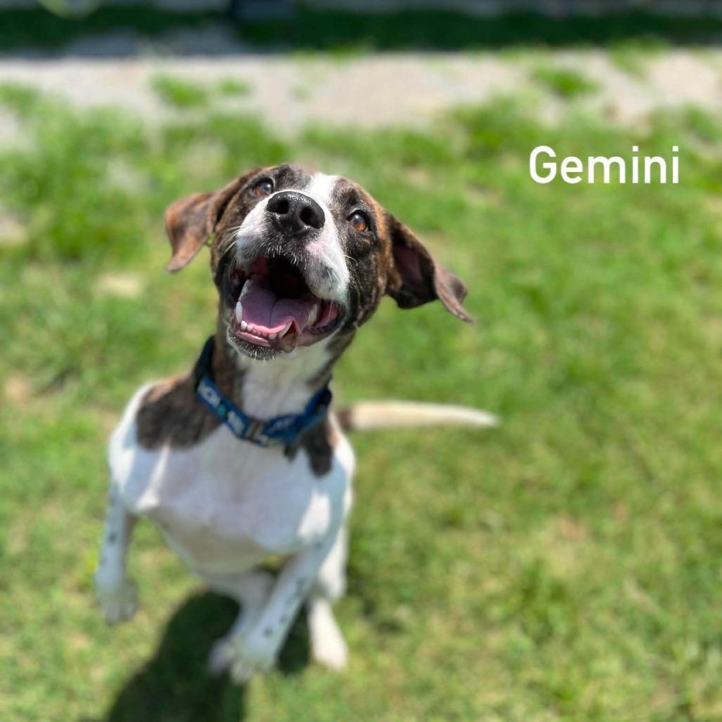 Gemini, Adoptable, Adult Male English Pointer & Mountain Cur.