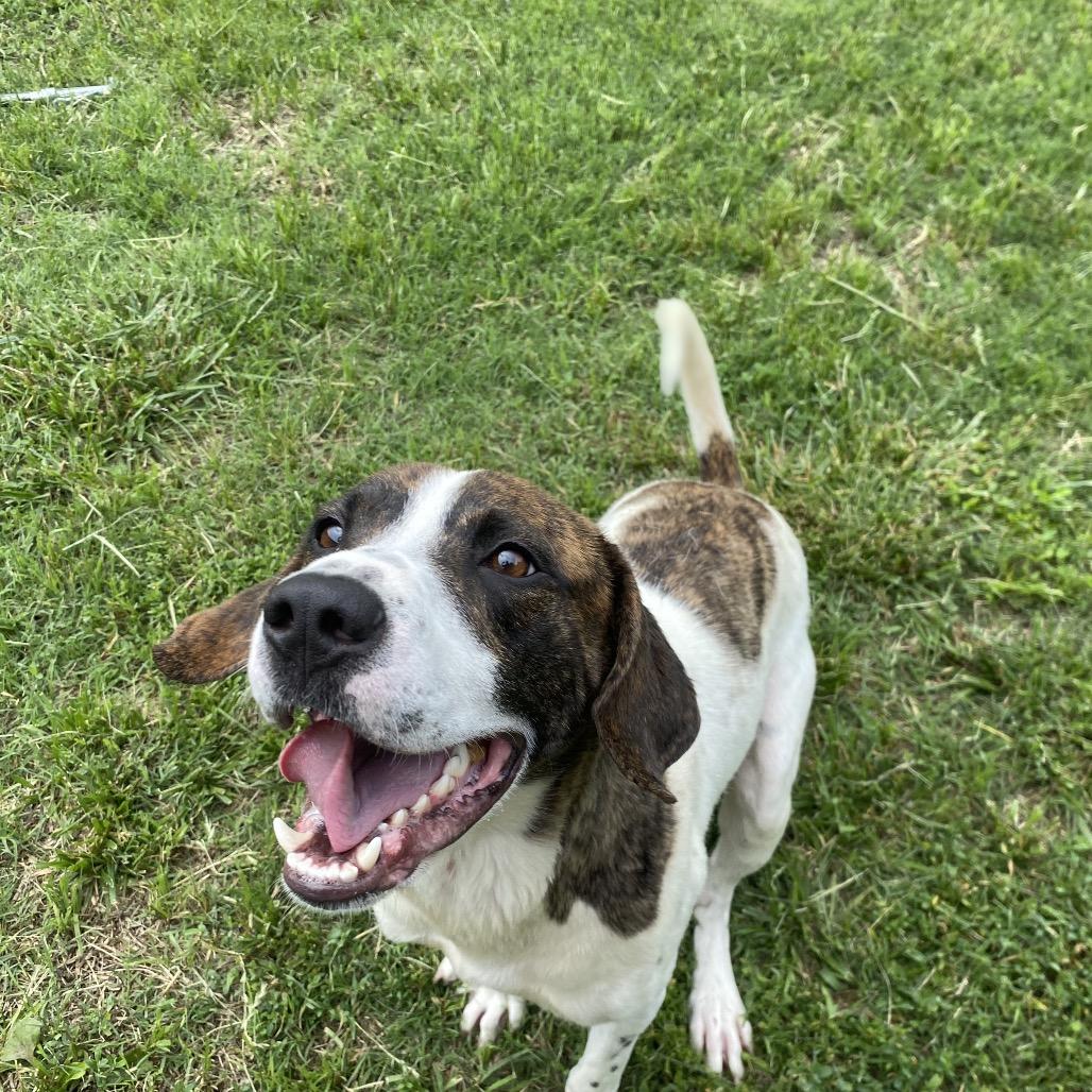 Gemini, a Adoptable mixed breed in Caryville, TN image 1/6
