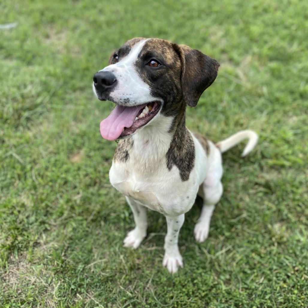 Gemini, a Adoptable mixed breed in Caryville, TN image 2/6