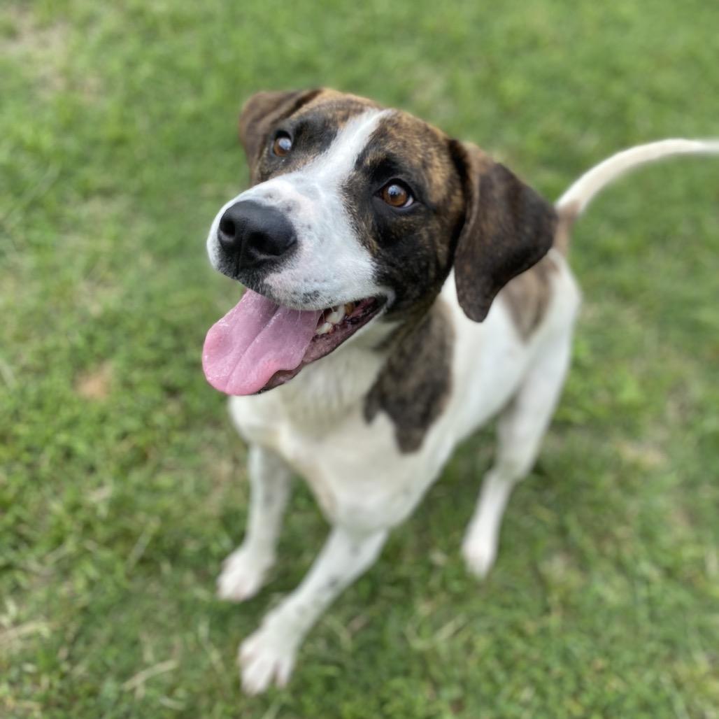 Gemini, a Adoptable mixed breed in Caryville, TN image 3/6