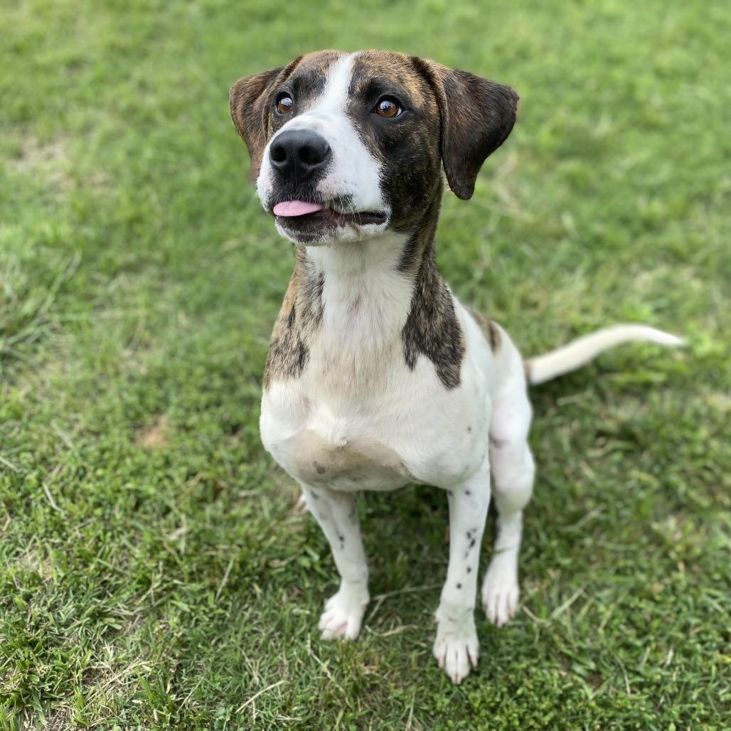Gemini, a Adoptable mixed breed in Caryville, TN image 4/6