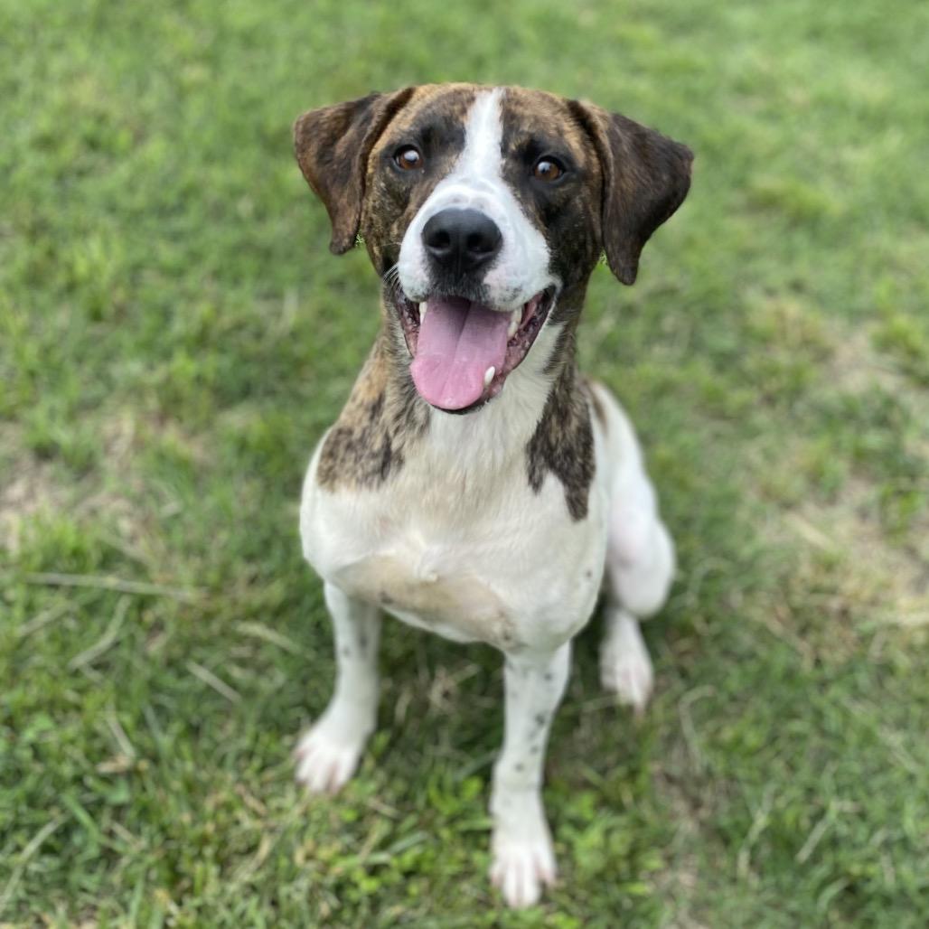 Gemini, a Adoptable mixed breed in Caryville, TN image 5/6