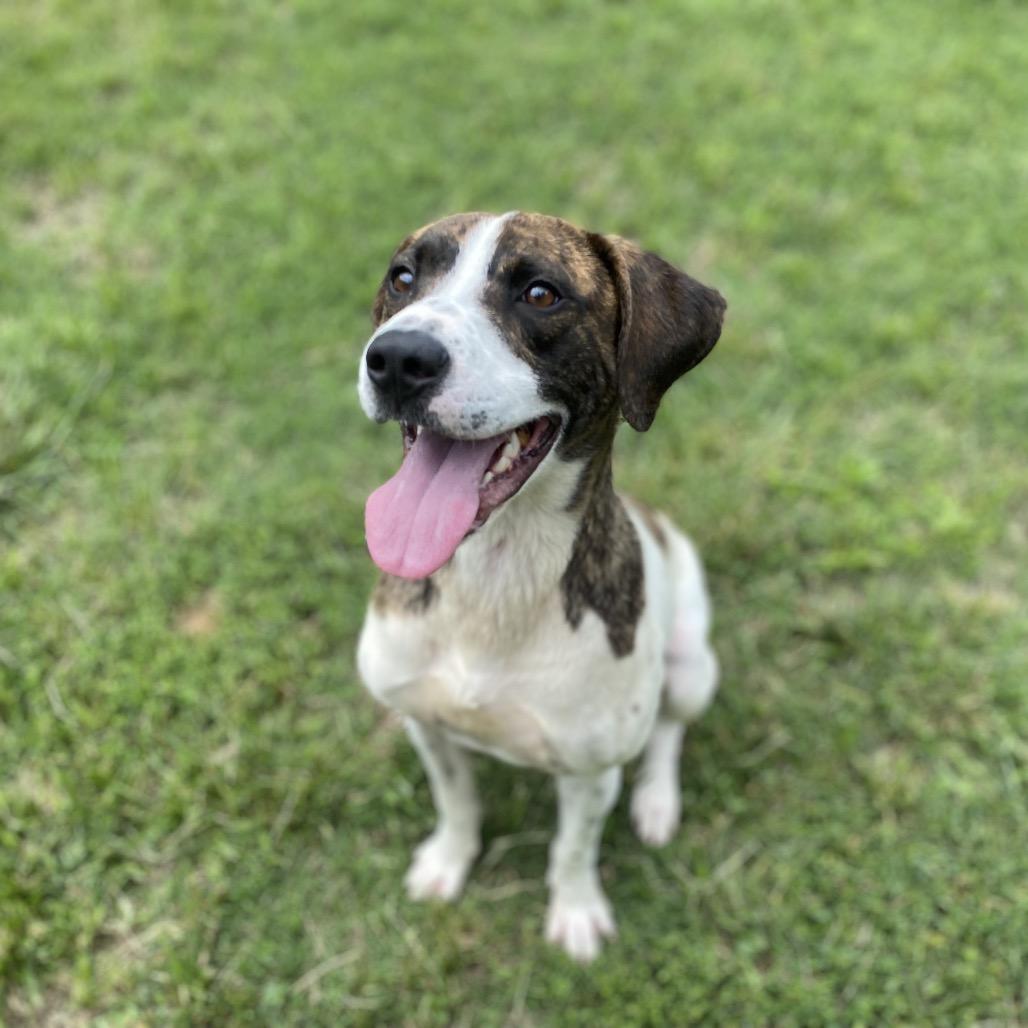 Gemini, a Adoptable mixed breed in Caryville, TN image 6/6