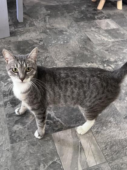 Xo, Adoptable, Adult Female Domestic Short Hair & Domestic Short Hair.