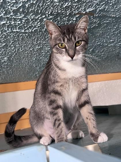 Xo, a Adoptable mixed breed in Houston, TX image 3/3