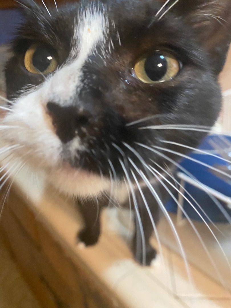 Paulie Walnuts, a Adoptable Tuxedo in Santa Cruz, CA image 1/10
