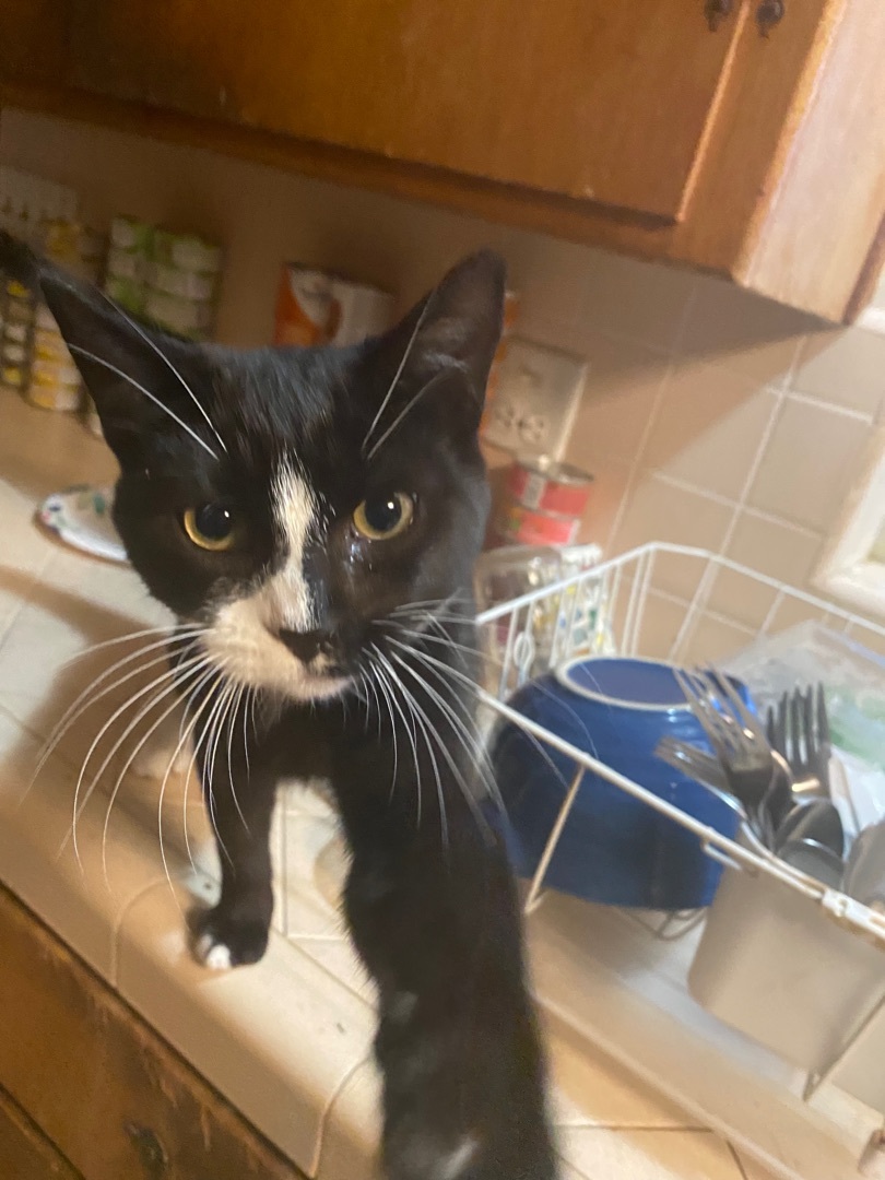 Paulie Walnuts, a Adoptable Tuxedo in Santa Cruz, CA image 3/10