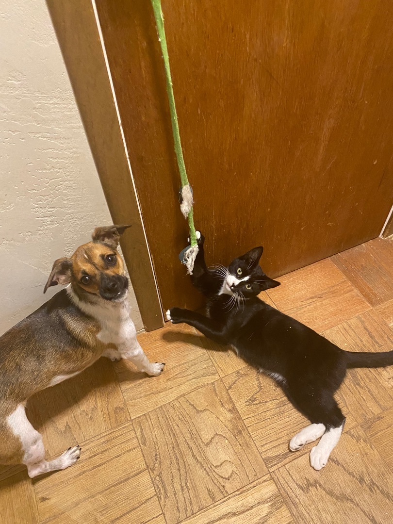 Paulie Walnuts, a Adoptable Tuxedo in Santa Cruz, CA image 4/10