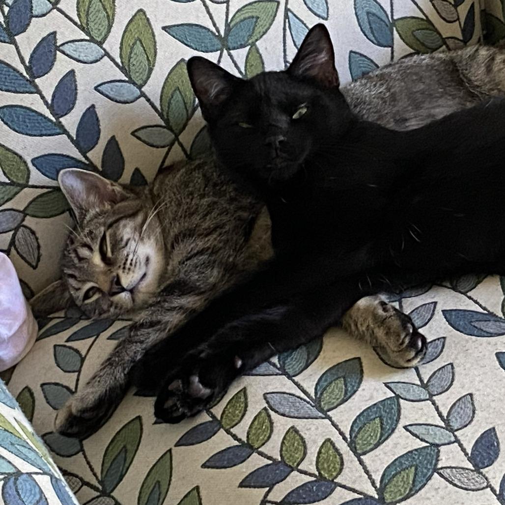 Jojo (Leif), Adoptable, Young Male Domestic Short Hair.