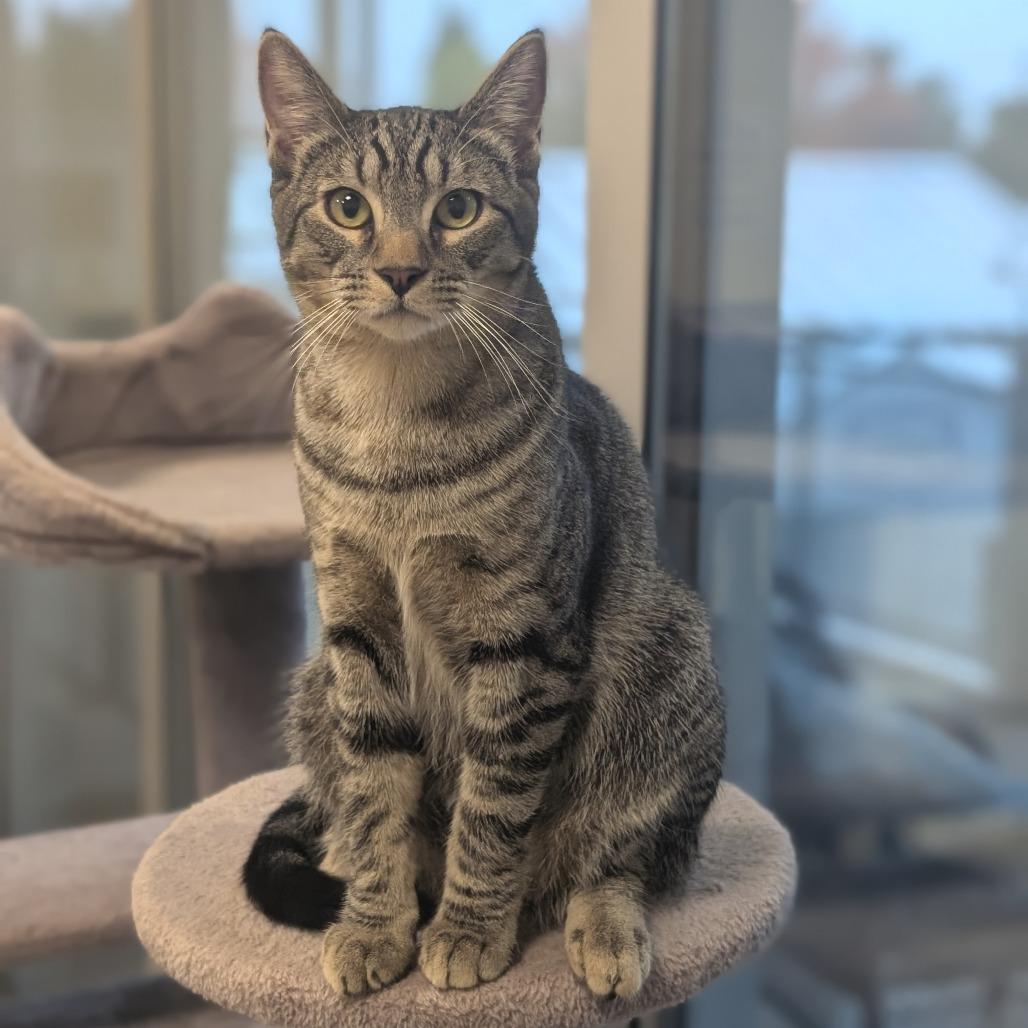 Jojo (Leif), a Adoptable Domestic Short Hair image 2/6