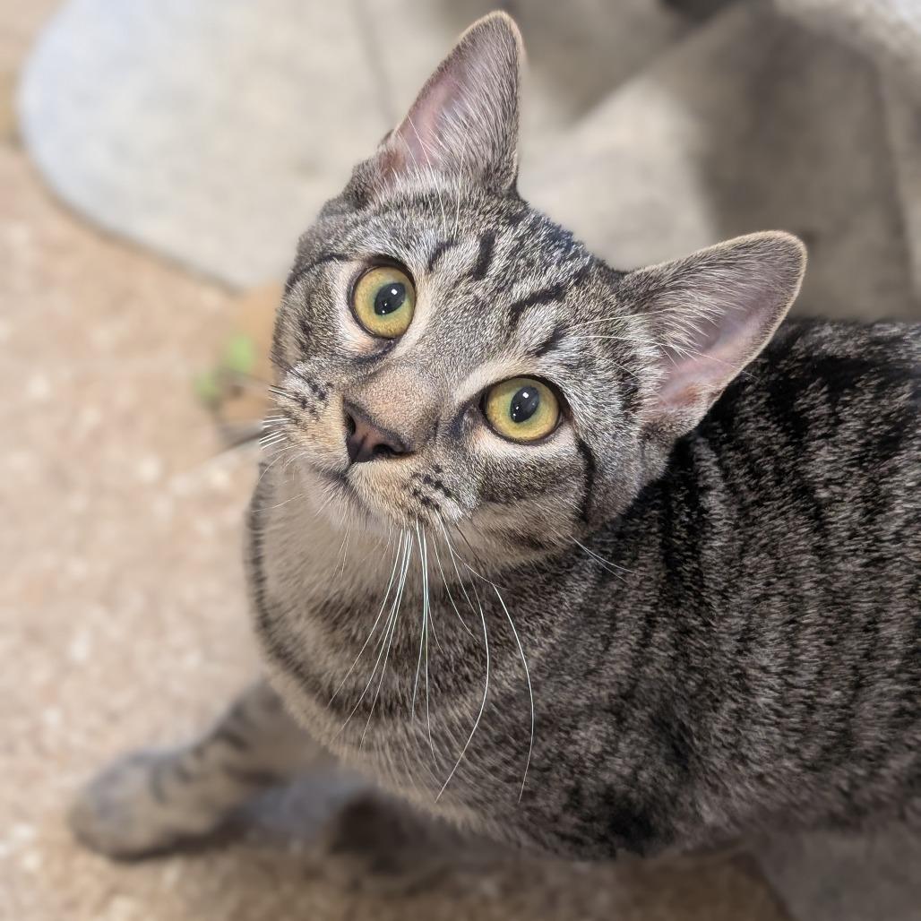 Jojo (Leif), a Adoptable Domestic Short Hair image 3/6