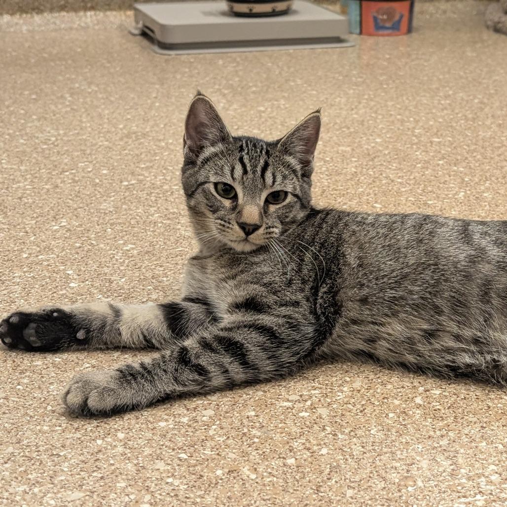 Jojo (Leif), a Adoptable Domestic Short Hair image 5/6