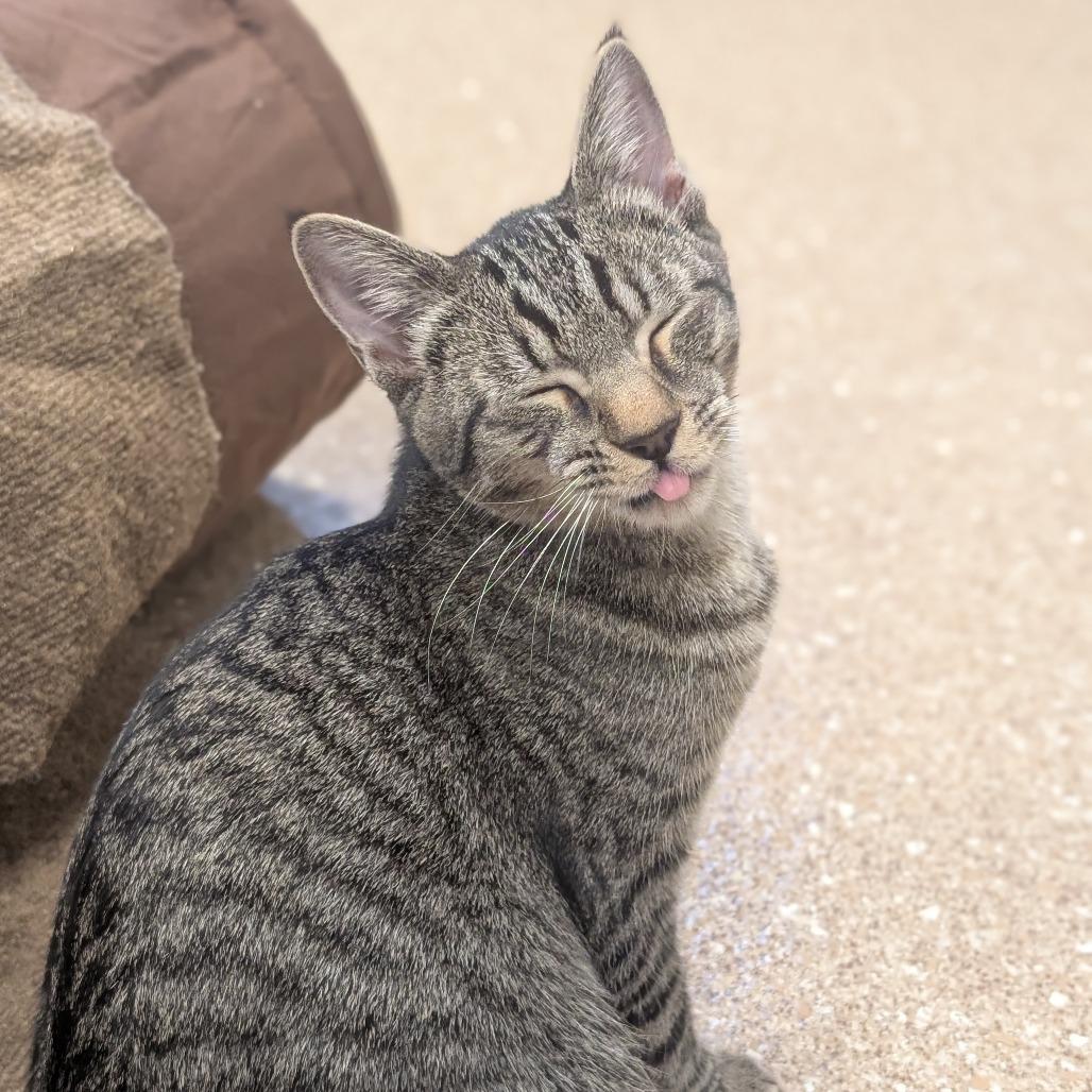 Jojo (Leif), a Adoptable Domestic Short Hair image 6/6