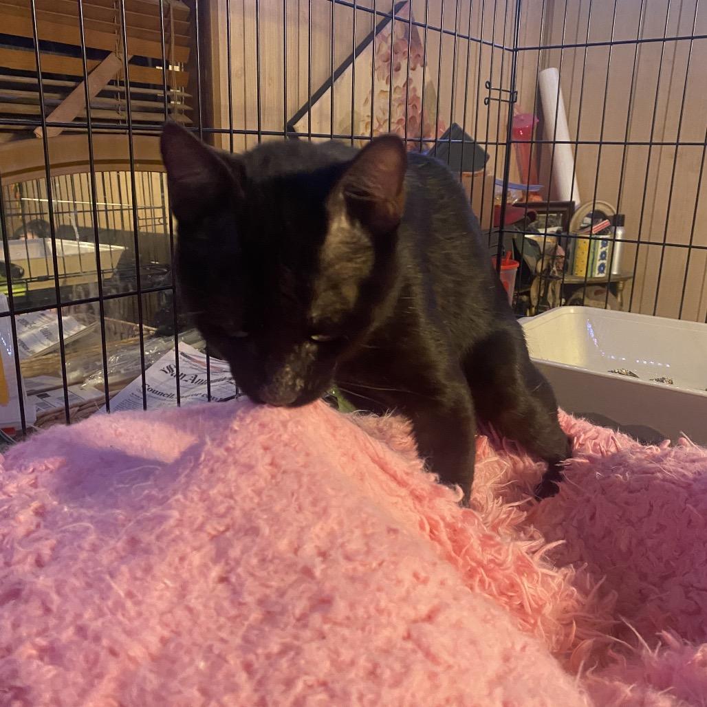 Chester, Adoptable, Young Male Domestic Short Hair.