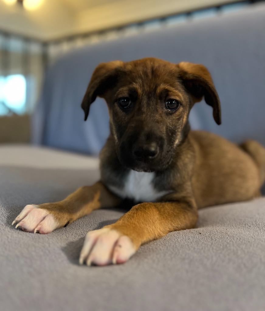 Sawyer, Adoptable, Puppy Male Labrador Retriever & Plott Hound.