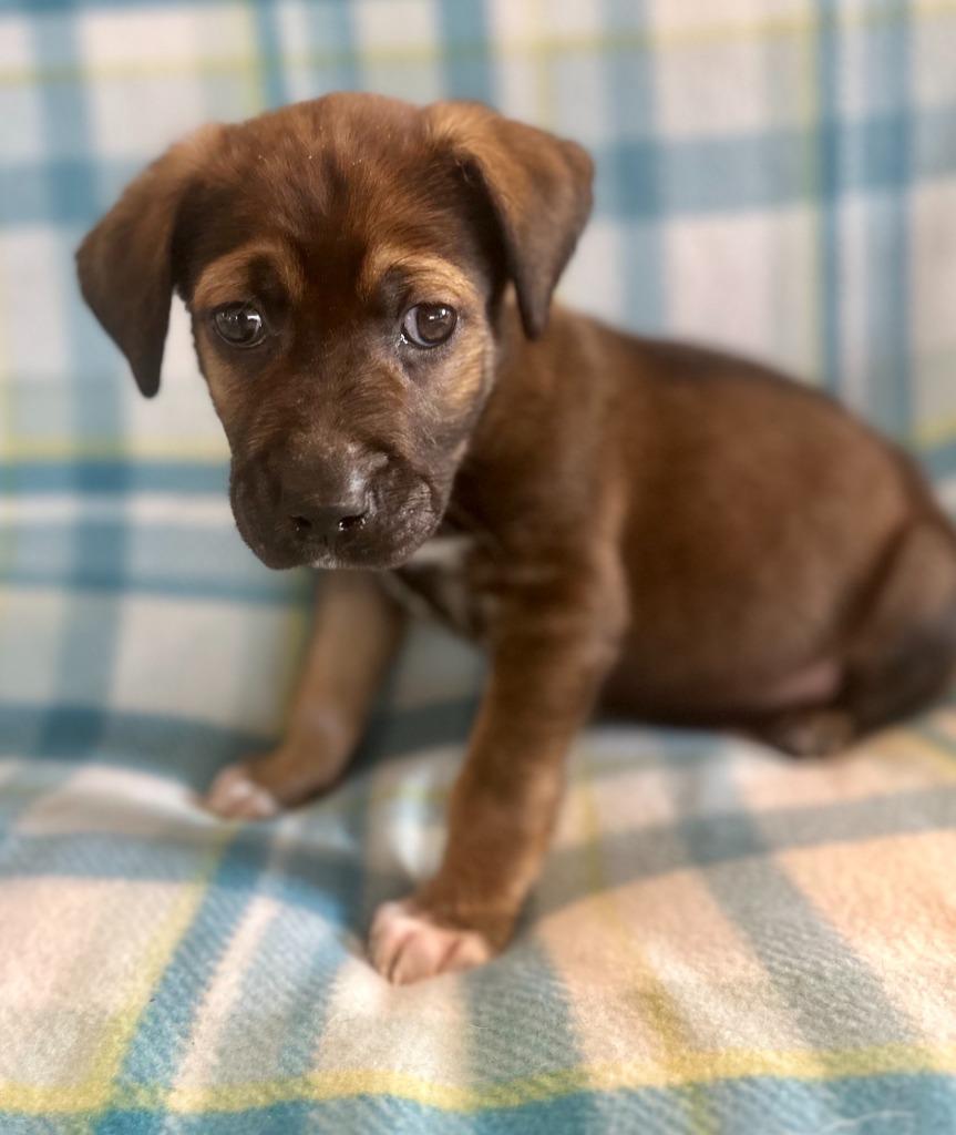 Sawyer, Adoptable, Puppy Male Labrador Retriever & Plott Hound.