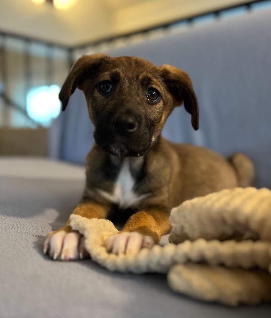 Enlarge Sawyer, a Adoptable mixed breed in Hudson, NY image 2/2