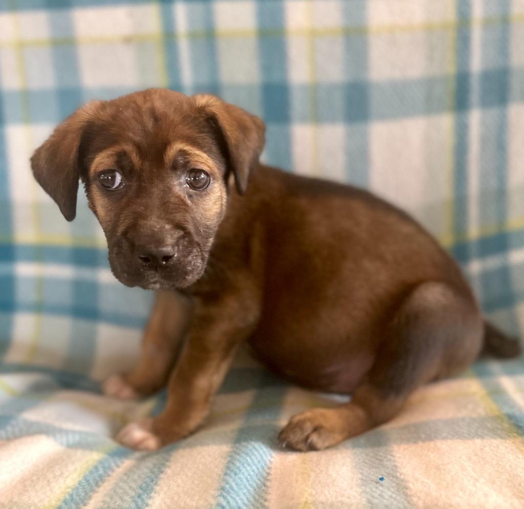 Enlarge Sawyer, a Adoptable mixed breed in Hudson, NY image 2/3