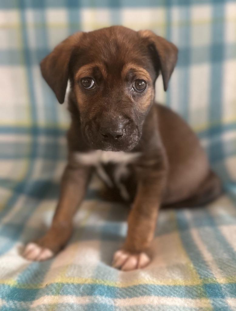 Enlarge Sawyer, a Adoptable mixed breed in Hudson, NY image 3/3