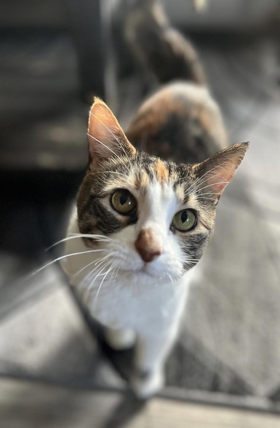 Enlarge Peaches ( Sweet , friendly, lap cat ), an adopted American Shorthair in Staten Island, NY image 1/6