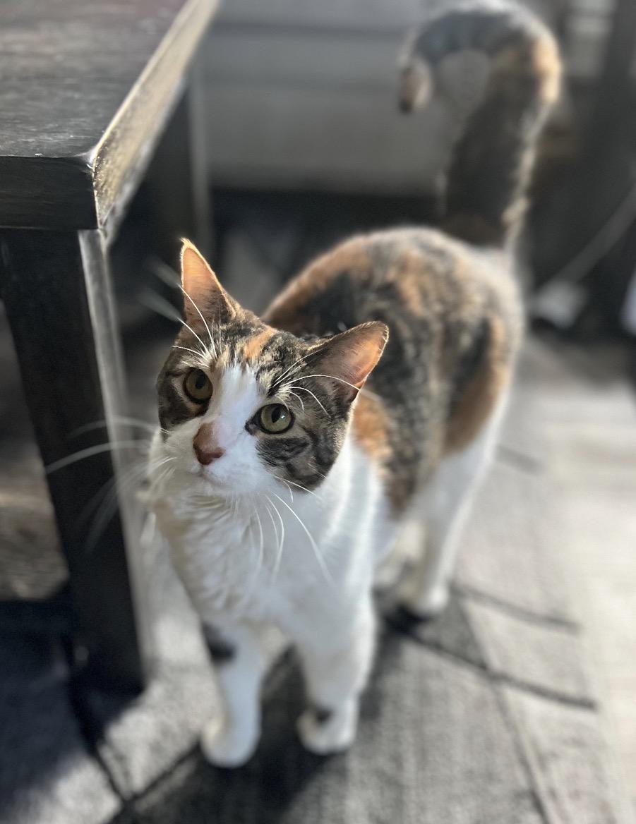 Enlarge Peaches ( Sweet , friendly, lap cat ), an adopted American Shorthair in Staten Island, NY image 5/6