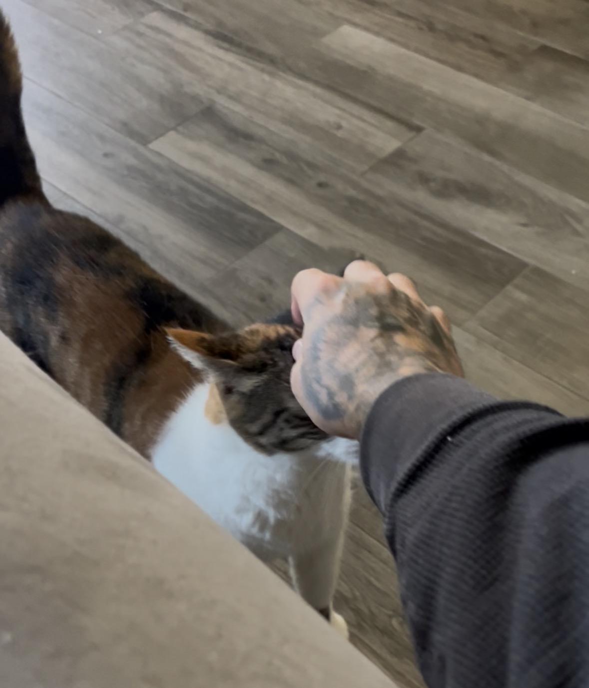 Enlarge Peaches ( Sweet , friendly, lap cat ), an adopted American Shorthair in Staten Island, NY image 3/6