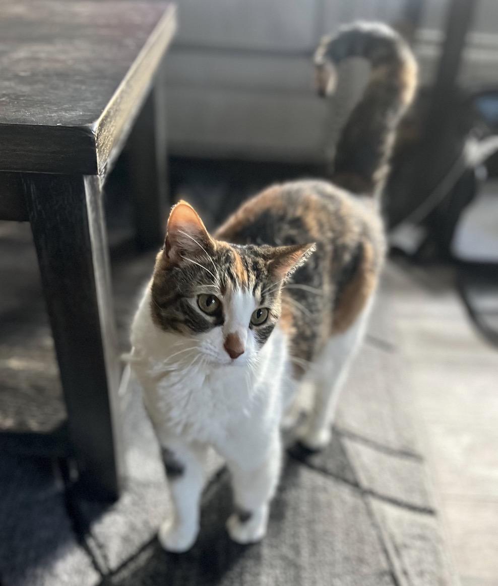 Enlarge Peaches ( Sweet , friendly, lap cat ), an adopted American Shorthair in Staten Island, NY image 2/6