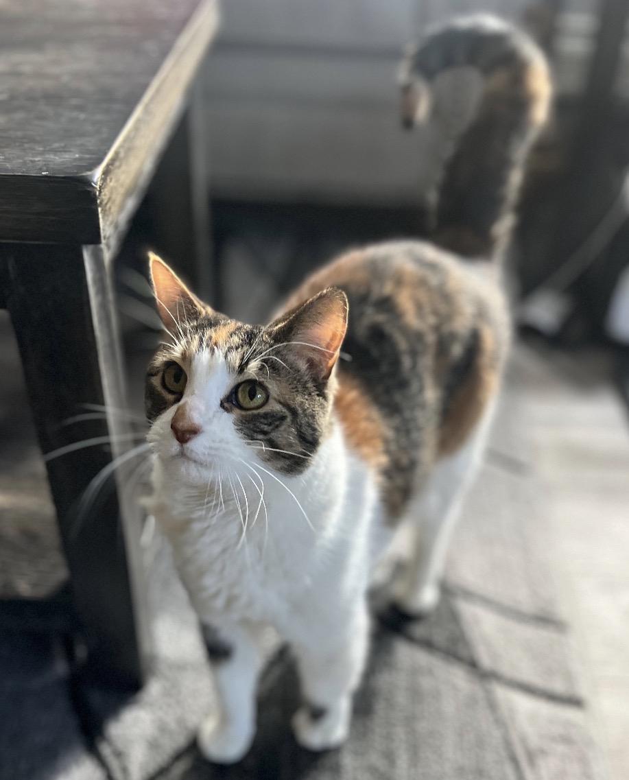 Enlarge Peaches ( Sweet , friendly, lap cat ), an adopted American Shorthair in Staten Island, NY image 4/6